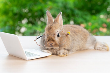 Baby rabbit bunny wearing eye glasses laptop sitting on wood green spring bokeh. Lovely baby rabbit brown bunny looking camera notebook bokeh nature background.Easter animal pet, technology e-learning