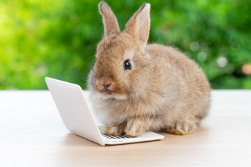 Newborn tiny rabbit furry bunny small laptop online sitting on bokeh green background. Lovely baby rabbit cleaning body sitting with laptop on wooden natural background. Easter fluffy pet technology.