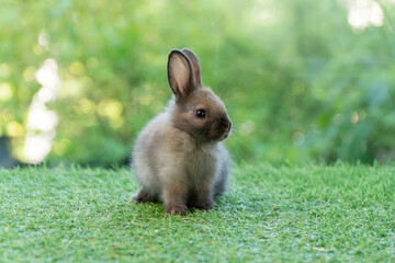 Adorable fluffy baby bunny rabbit sitting on green grass over natural background. Furry cute...