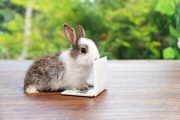 Little tiny rabbit furry bunny small laptop online sitting on bokeh green background. Lovely baby rabbit looking something sitting with laptop on wooden natural background.Easter fluffy pet technology
