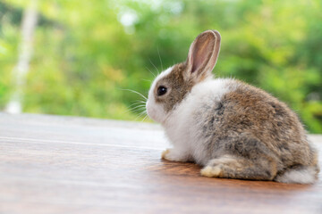 Lovely baby rabbit furry bunny looking something sitting alone on wooden over blurred green nature...