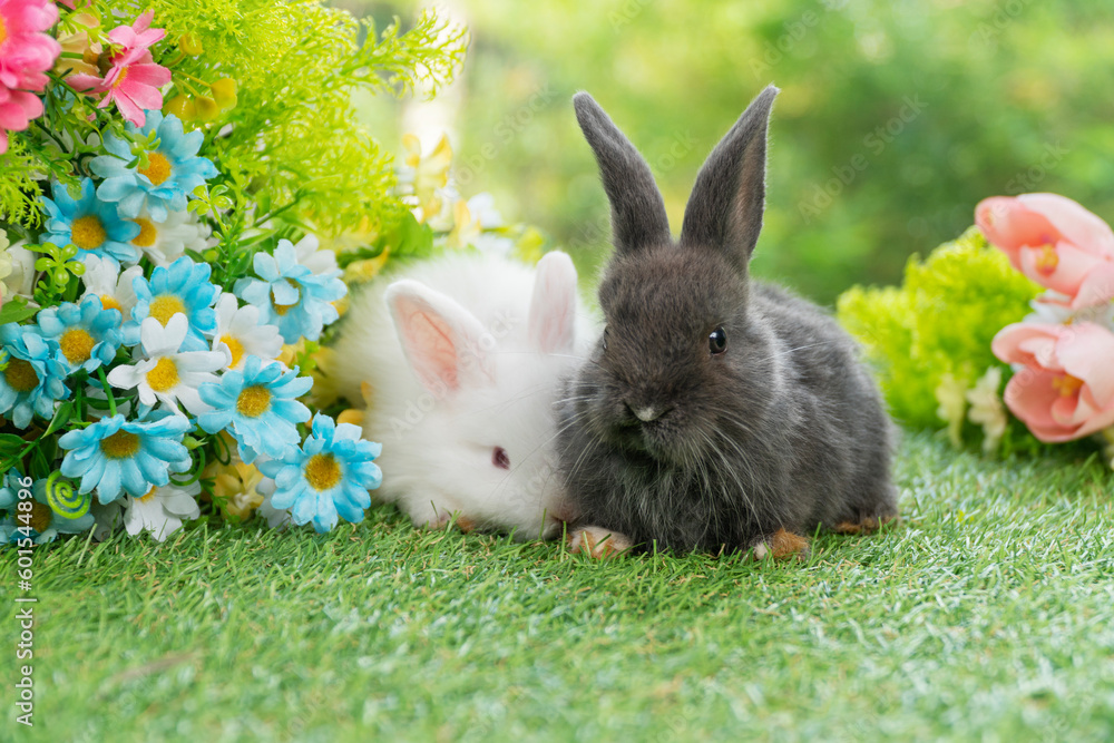 Wall mural Two adorable fluffy baby bunny rabbit sitting playful together on green grass flowers over bokeh nature background. Furry cute new born family rabbit furry bunny playful outdoor. Easter animal concept