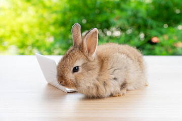 Newborn tiny rabbit furry bunny small laptop online sitting on bokeh green background. Lovely baby rabbit cleaning body sitting with laptop on wooden natural background. Easter fluffy pet technology.