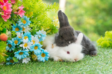 Two adorable fluffy baby bunny rabbit sitting playful together on green grass flowers over bokeh...