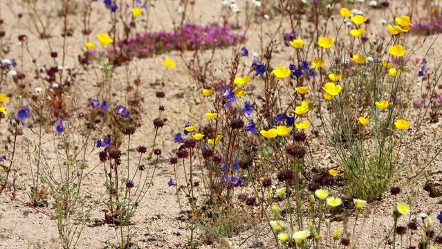 Native spring wildflowers bloom in a threatened dry wash habitat of the Cottonwood Mountains, Colorado Desert.