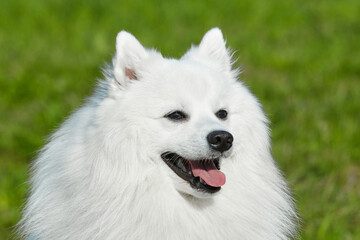 purebred white japanese spitz in spring against a background of grass. portrait of a young playful dog