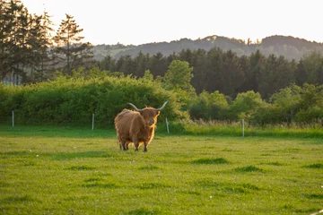 Fotobehang Scottish bull chews grass. Highland breed. Farming and cow breeding.Furry highland cows graze on the green meadow. © Yuliya