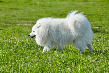 purebred white japanese spitz in spring against a background of grass. portrait of a young playful dog