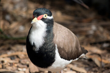Fototapeta premium this is a close up of a banded lapwing