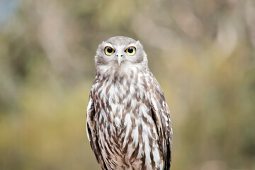 this is a close up of a barking owl