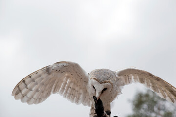 the barn owl is eating a black rat while balancing with it wings out