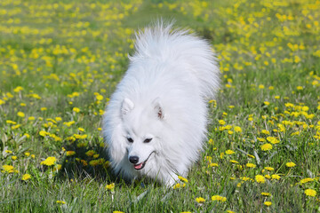 purebred white japanese spitz in spring against a background of grass. portrait of a young playful...