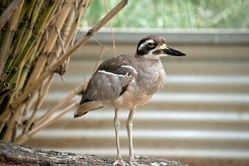 this is a side view of a beach stone curlew