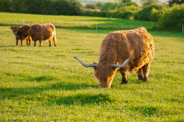 Scottish cows chews grass. Highland breed. Farming and cow breeding.Furry highland cows graze on the green meadow.Scottish cows in the pasture in the sunshine at sunset - obrazy, fototapety, plakaty