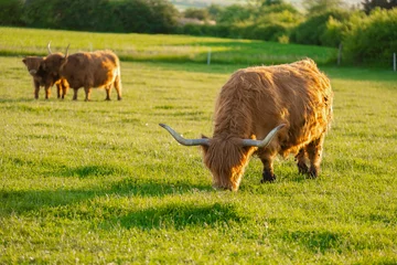 Fotobehang Scottish cows chews grass. Highland breed. Farming and cow breeding.Furry highland cows graze on the green meadow.Scottish cows in the pasture in the sunshine at sunset © Yuliya