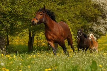 A young noriker horse and an adult south german draft horse on a pasture in spring outdoors