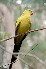 the regent parrot is perched on a twig