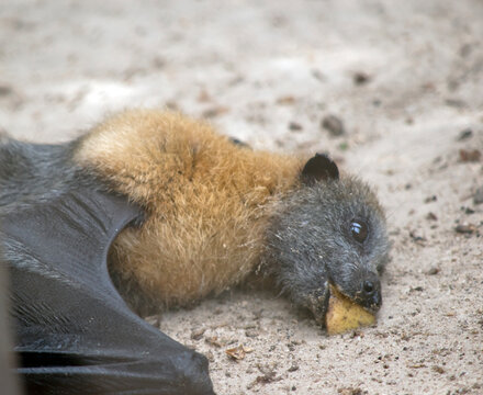 The Fruit Bat Is Laying On The Ground Eating