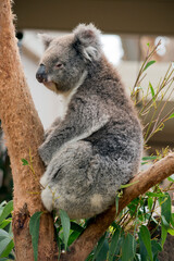 this is a close up of a koala on a tree