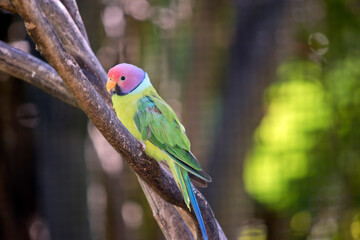 this is a male plum headed parakeet resting on a tree branch