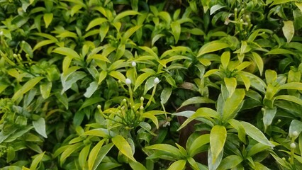 Obraz premium Green golden rembosa ornamental plant