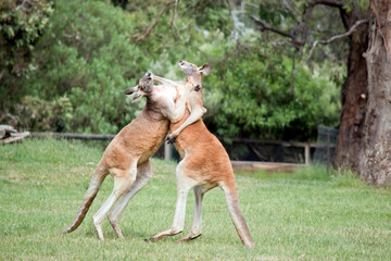the male red kangaroos body is a shade of red fur his head is grey with a white muzzle, they are...