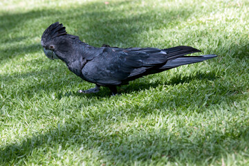 this is a side view of a male red tailed black cockatoo looking for food in the grass