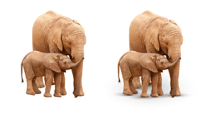 Transparent PNG of Baby and Mother Elephant Isolated With and Without A Shadow (Shadow Blending Mode is saved as "Multiply").