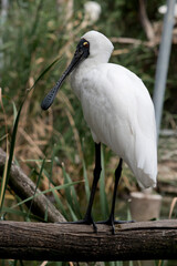 the royal spoonbill is resting on a fence