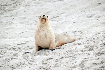 the sea lion is resting on the beach at seal bay south australia