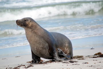 this is a young male sea lion