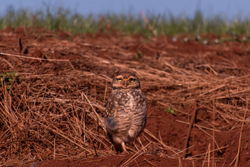 Burrowing Owl in a ravine in Brazil (Athene cunicularia)
