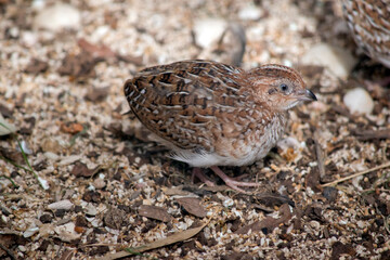 this is a side view of a stubble quail