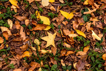 Textured background of fallen autumn leaves, yellow and green leaves