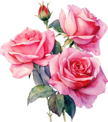 Bouquet of pink roses on a white background. Watercolor illustration