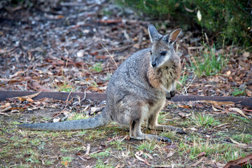 the tammar wallaby is looking for food
