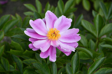 Obraz premium シャクヤク