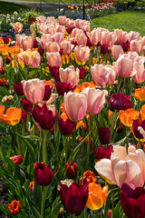 Tulip field