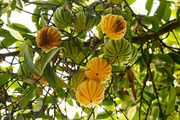 Garcinia gummi-gutta is a tropical species of Garcinia native to Southeast Asia.names include Garcinia cambogia, as well as brindle berry, and Malabar tamarind. 