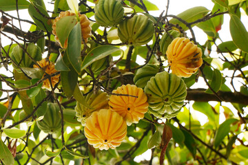 Garcinia gummi-gutta is a tropical species of Garcinia native to Southeast Asia.names include...