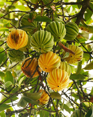 Garcinia gummi-gutta is a tropical species of Garcinia native to Southeast Asia.names include Garcinia cambogia, as well as brindle berry, and Malabar tamarind. 