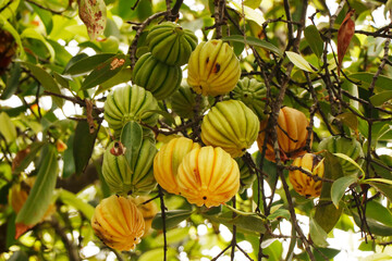 Garcinia gummi-gutta is a tropical species of Garcinia native to Southeast Asia.names include...