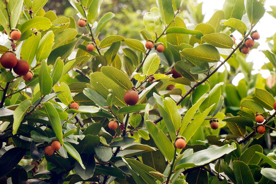 Diospyros peregrina (EBENACEAE) common names are Gaub persimon, Indian persimon, Malabar Ebony, Gaab  or gabtree, Riber Ebony, Wild Mangosteen Panachi, Panancha, Vananji.