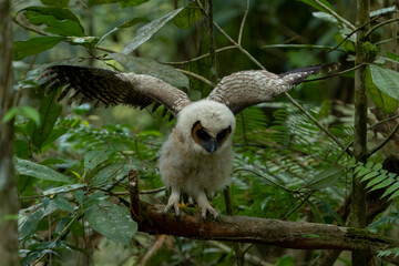 Brown-wood owl baby at tree