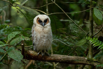 Brown-wood owl baby at tree