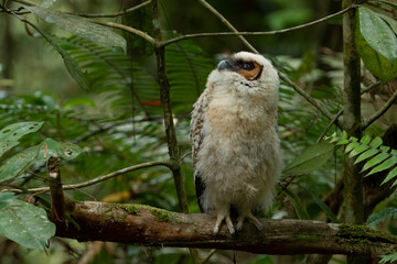 Brown-wood owl baby at tree