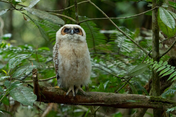 Brown-wood owl baby at tree