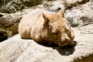 the wombat looks like a dog
