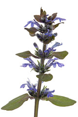 Ajuga reptans plant. Also known as common or blue bugle, bugleherb, bugleweed, carpetweed, carpet bugleweed. Isolated on white background. - 601555654