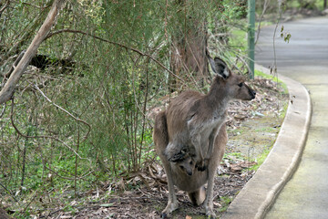 the westen grey kangaroo is mainly brown with a white chest and long tail and black tip